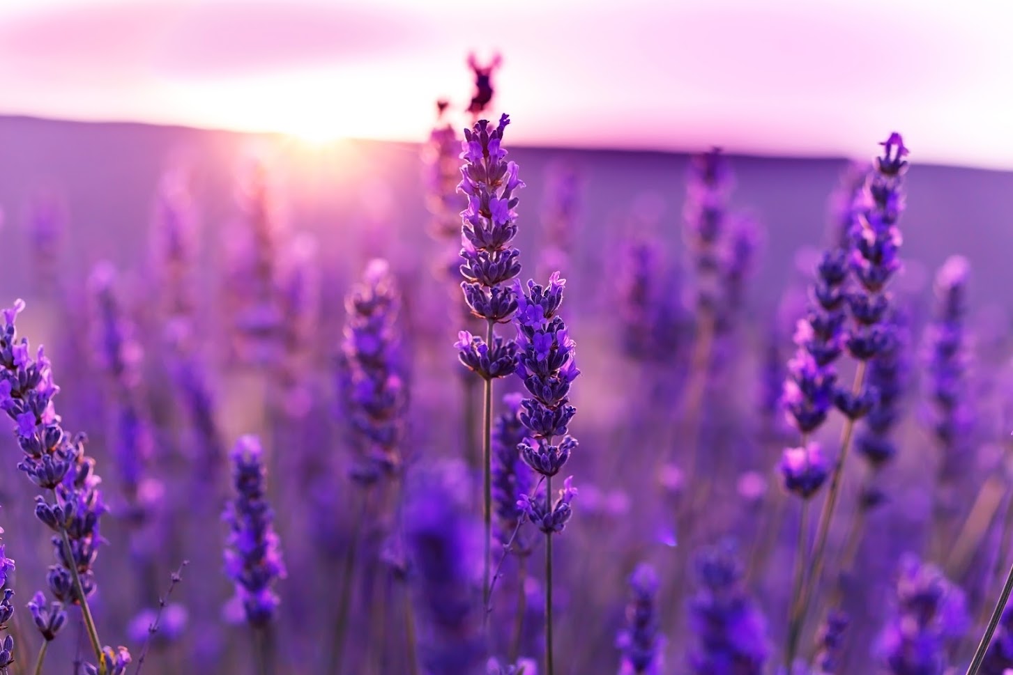 lavender oil for hair