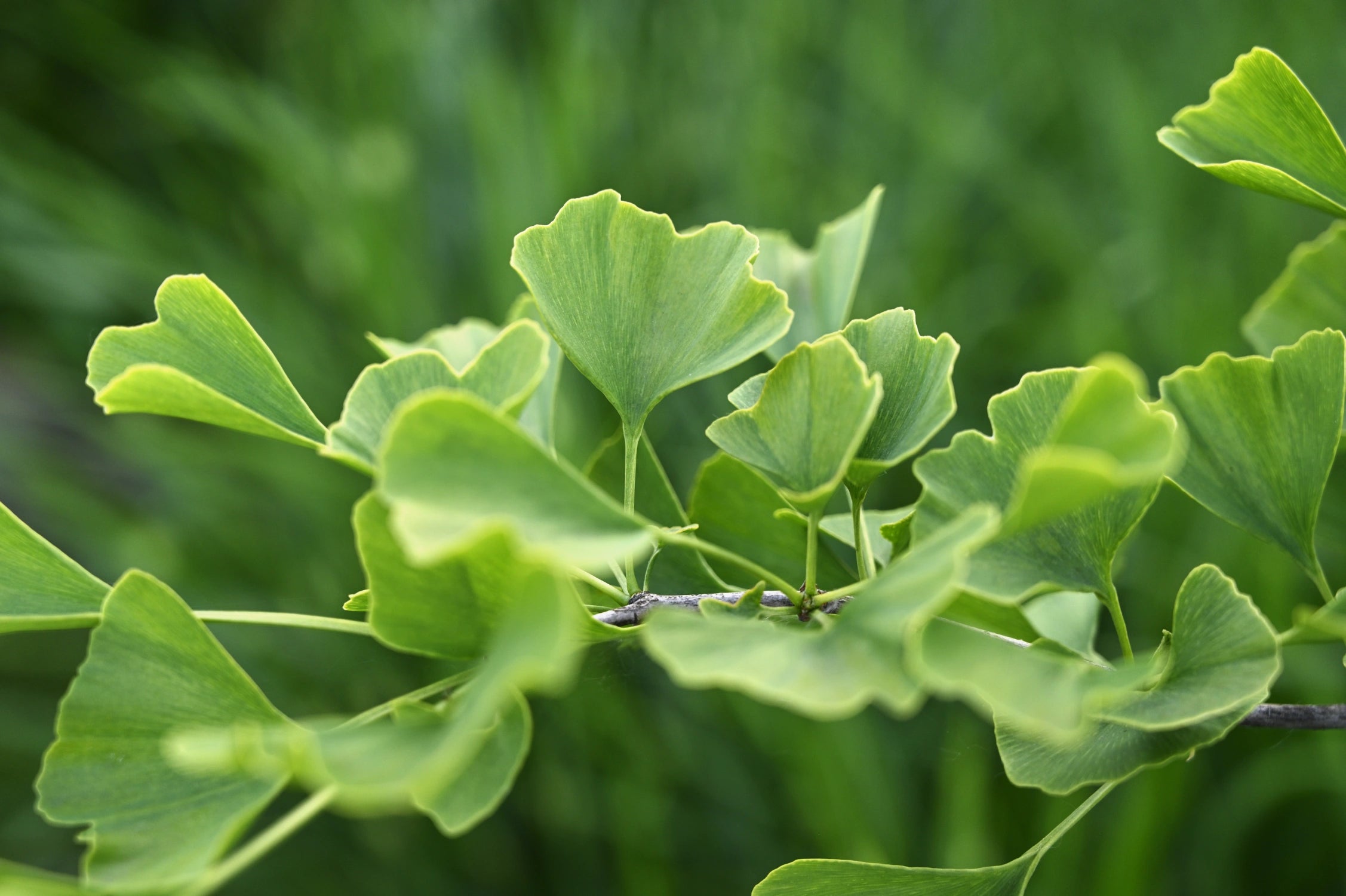 ginkgo biloba for hair growth