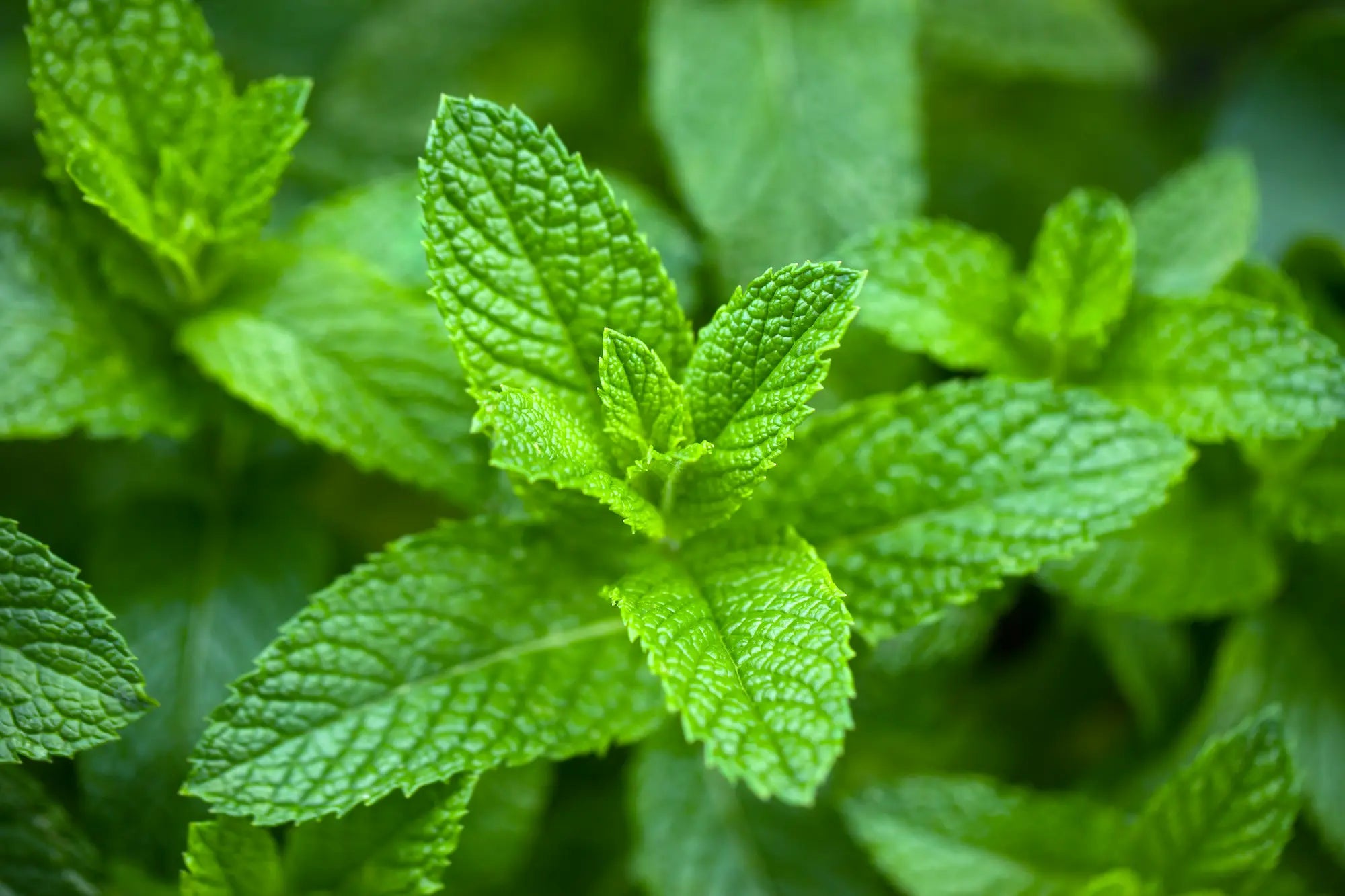 peppermint oil for hair