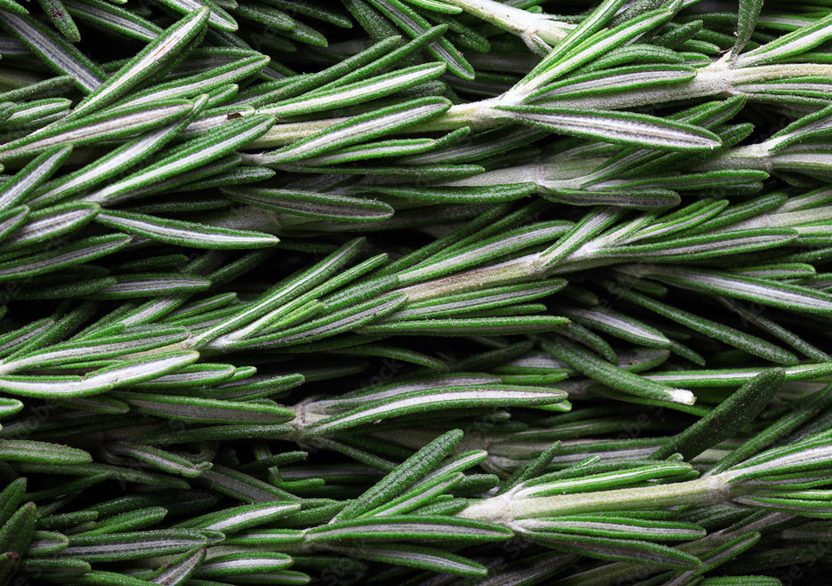 rosemary oil for hair